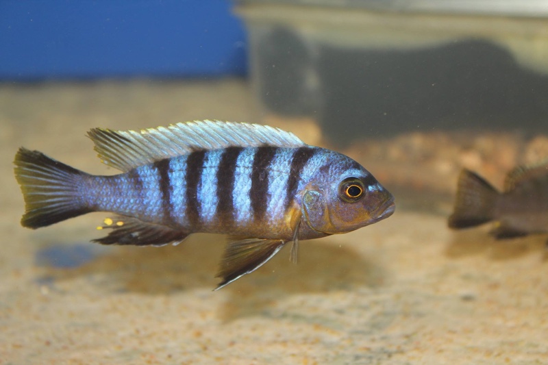 Maylandia sp. 'zebra mbowe' Mbowe Island